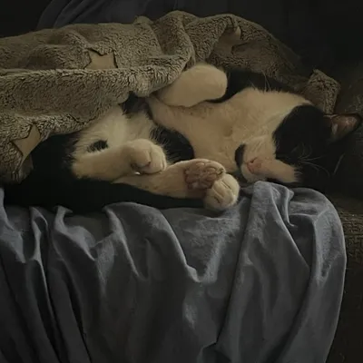 Gato