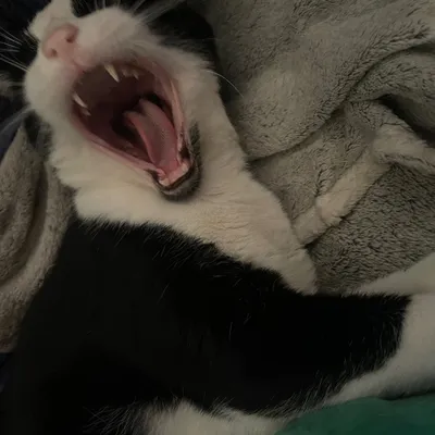 Gato feliz