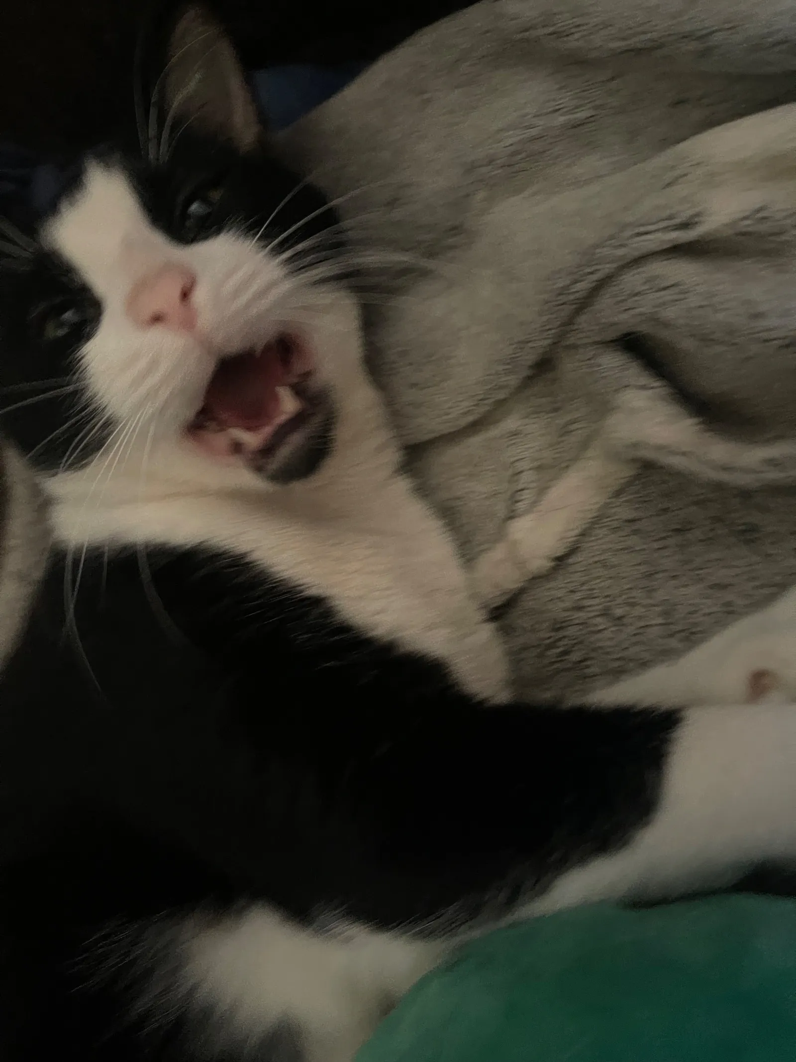Gato colmillos